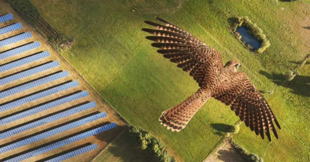 Trained Falcon flying over solar farm