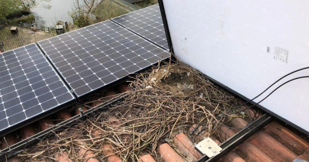 Pigeon nest underneath residential solar panel